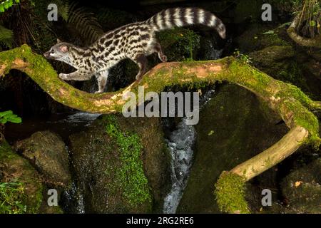 Common Genet (Genetta genetta) in Spain. Walking over a moss covered branch during the night. Stock Photo