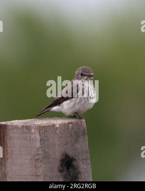 Grey-streaked Flycatcher (Muscicapa griseisticta), side view of bird perched on a pole against green background Stock Photo