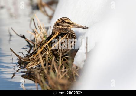 A Jacksnipe (Lymnocryptes minimus) is taking cover along a snow and grass covered edge of a stream. Winter time offeres unique opportunities to see th Stock Photo