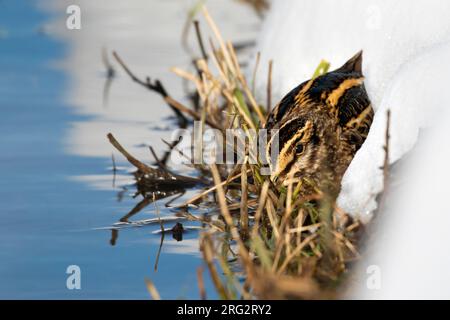 A Jacksnipe (Lymnocryptes minimus) is taking cover along a snow and grass covered edge of a stream. Winter time offeres unique opportunities to see th Stock Photo