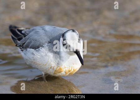A Grey Phalarope (Phalaropus fulicarius) offers amazingly close-up views while foraging in the extensive brakkish creek system The Slufter on Texel is Stock Photo