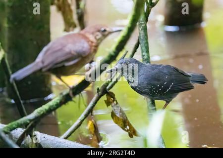 A male and female Silvered Antbird, Sclateria naevia sitting on some branches in the dark wet understory of the Peperpot Nature Park outside Paramarib Stock Photo