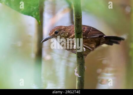 A female Silvered Antbird, Sclateria naevia sits on a branch in the dark understory of the Peperpot Nature Park outside Paramaribo, Suriname. Stock Photo