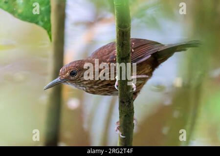 A female Silvered Antbird, Sclateria naevia sits on a branch in the dark understory of the Peperpot Nature Park outside Paramaribo, Suriname. Stock Photo