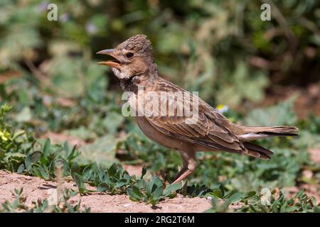 Kalanderleeuwerik zingend op rots; Calandra Lark singing on rock Stock Photo