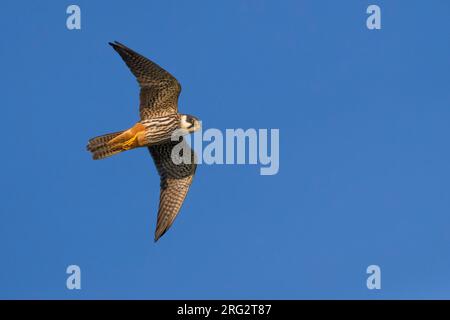 Northern Hobby; Falco subbuteo Stock Photo