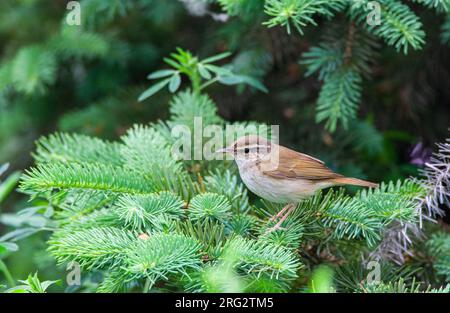 Pale-legged leaf warbler (Phylloscopus tenellipes) during spring migration on Happy Island, China. Stock Photo