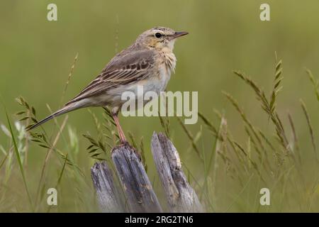 Tawny Pipit, Anthus campestris, perched on a wooden stick in Italy. Stock Photo