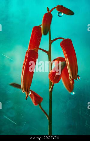 Plant with water splash close-up, red aloe blossom Stock Photo