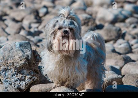Shih tzu dog standing on stones Stock Photo