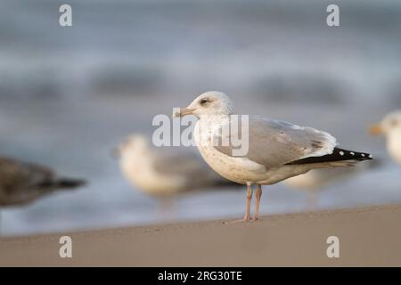 Herring Gull - Silbermöwe - Larus argentatus, Germany, 3rd Winter Stock Photo