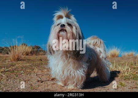 Shih tzu dog in a rural landscape Stock Photo