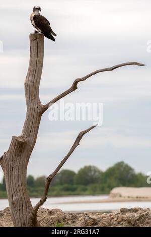 Osprey, Pandion haliaetus, in the Netherlands. Stock Photo