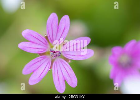 Dove's-foot Crane's-bill, Geranium molle Stock Photo