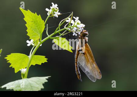 Two spotted Dragonfly, Tweevlek, Epitheca bimaculata Stock Photo