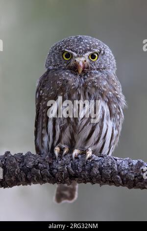 Northern Pygmy-Owl (Glaucidium californicum pinicola) in Morse Canyon, Arizona, United States. Stock Photo