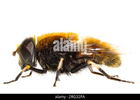 Furry Dronefly (Eristalis intricaria) Insecta Stock Photo - Alamy