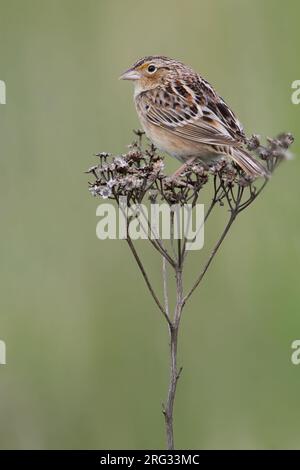 Grasshopper Sparrow (Ammodramus savannarum) perched Stock Photo