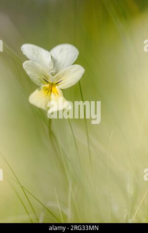 Mountain Pansy, Viola lutea subsp. calaminaria Stock Photo