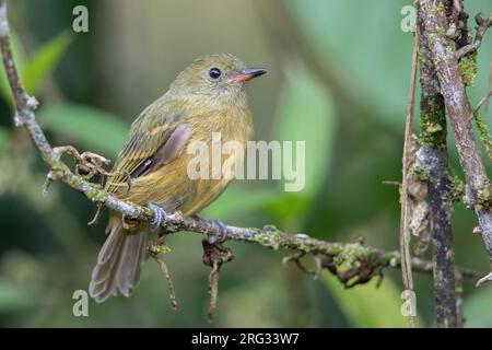 Ochre-bellied Flycatcher (Mionectes oleagineus parcus) at Zafra Reserva Natural, Antioquia, Colombia. Stock Photo