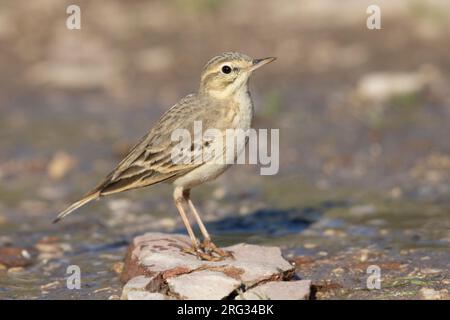 Tawny Pipit (Anthus campestris), side view of an adult in a puddle, Abruzzo, Italy Stock Photo