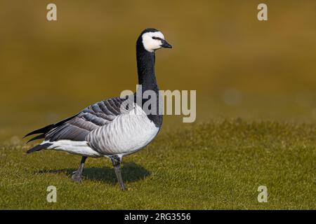 Adult Barnacle Goose (Branta leucopsis) in breeding habitat on Iceland. Seen from the side. Stock Photo