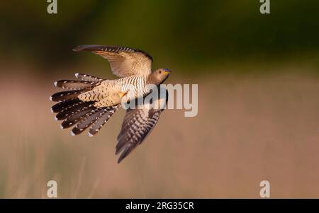 Adult female Common Cuckoo (Cuculus canorus) in flight over a meadow at North Zealand, Denmark Stock Photo