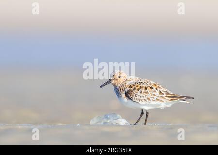 Drieteenstrandloper, Sanderling, Calidris alba in summer plumage foraging on beach Stock Photo