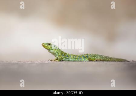 Ocellated Lizard (Timon lepidus) sunbathing on a grave, with an orange background, in Southern France. Stock Photo