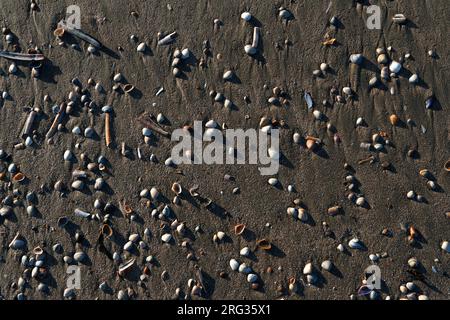 Shells lying on the beach of Zandvoort, Netherlands Stock Photo