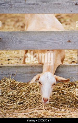 The goat in the stable eagerly feeds on the hay, growing stronger with each bite. Stock Photo