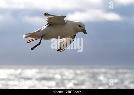 Northern Fulmar (Fulmarus glacialis auduboni) at the coastal breeding colony on Iceland. In flight, photographed with backlight. Stock Photo