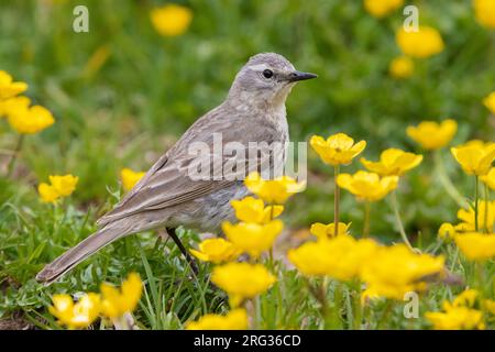 Water Pipit (Anthus spinoletta), side view of an adult standing among flowers, Abruzzo, Italy Stock Photo