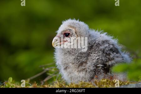 Ural Owl (Strix uralensis liturata) chick perched on a branch waiting to be ringed at Västmanland, Sverige Stock Photo