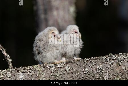 Ural Owl (Strix uralensis liturata) two chicks perched on a branch waiting to be ringed at Västmanland, Sverige Stock Photo