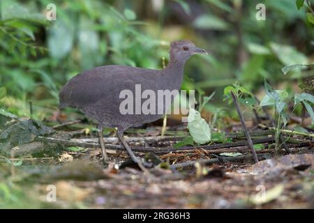 Cinereous Tinamou (Crypturellus cinereus) at Villa Carmen, Pilcopata, Stock Photo