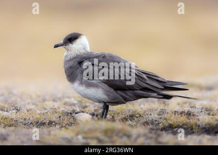 Adult pale morpf near the nest on the tundra of Svalbard Stock Photo