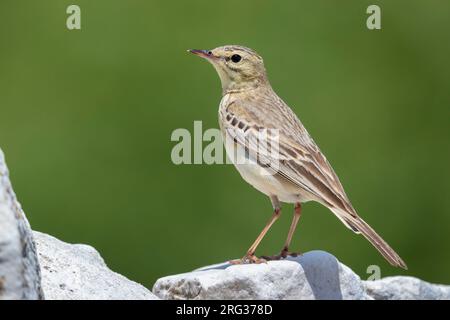 Tawny Pipit (Anthus campestris), side view of an adult standing on a rock, Abruzzo, Italy Stock Photo