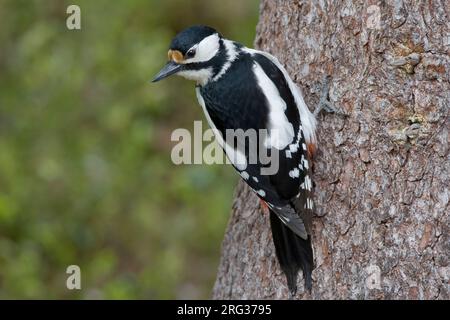 Vrouwtje Grote Bonte Specht tegen boomstam; Female Great Spotted Woodpecker on tree Stock Photo
