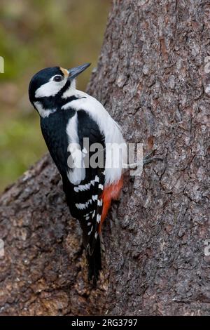 Vrouwtje Grote Bonte Specht tegen boomstam; Female Great Spotted Woodpecker on tree Stock Photo