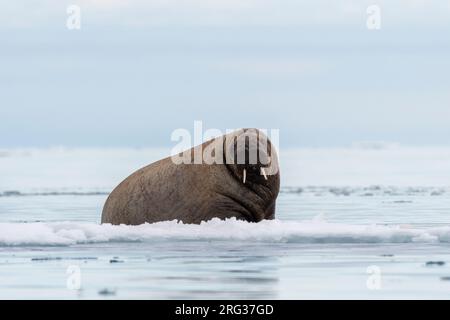 An Atlantic walrus, Odobenus rosmarus, resting on ice. Vibebukta, Austfonna,  Nordaustl, Svalbard, Norway Stock Photo