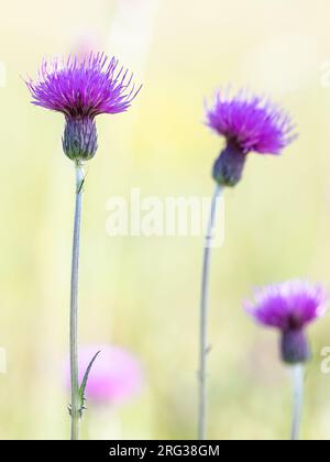 Details of Meadow Thistle with small Conocephalus spec. Stock Photo