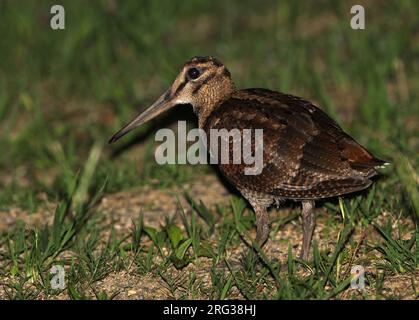 Amami Woodcock (Scolopax mira) standing on the ground on on of the two small islands of the Amami Islands chain in South Japan. Stock Photo