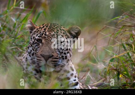 Portrait of a male leopard, Panthera pardus, hiding in tall grass. Mala Mala Game Reserve, South Africa. Stock Photo