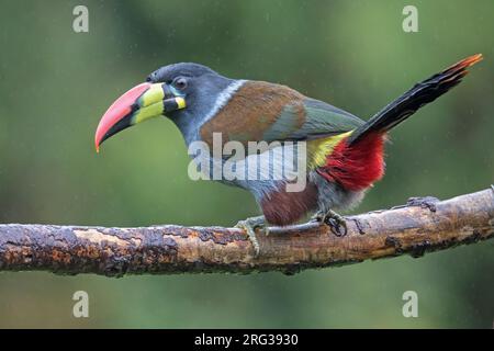 Grey-breasted Mountain Toucan (Andigena hypoglauca hypoglauca) at Hacienda del Bosque, Manizales, Colombia. IUCN Status Near Threatened. Stock Photo