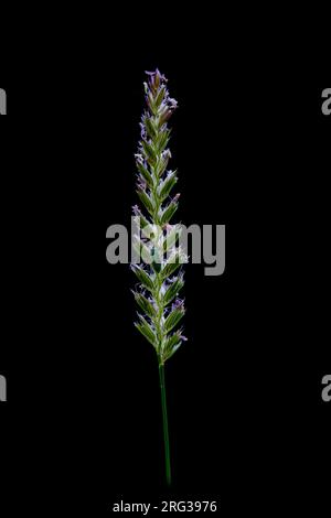 Crested dogstail grass, Cynosurus cristatus Stock Photo