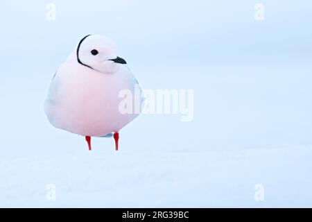 Adult Ross's Gull (Rhodostethia rosea) in breeding plumage standing on ice on the edge of an arctic tundra pond near Barrow in northern Alaska, United Stock Photo