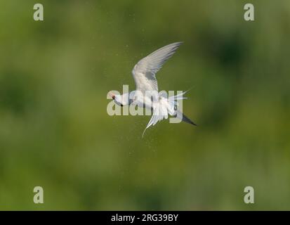 Common Tern (Sterna hirundo) flying, migrating against a green background shaking off water droplets by quickly turing its neck and body Stock Photo