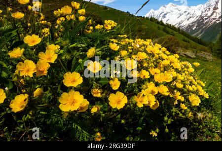 Alpine Cinquefoil, Voorjaarsganzerik, Potentilla crantzii Stock Photo