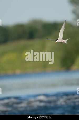 Common Tern (Sterna hirundo) flying, migrating in blue sky looking, hunting for fish in the river Maas Stock Photo